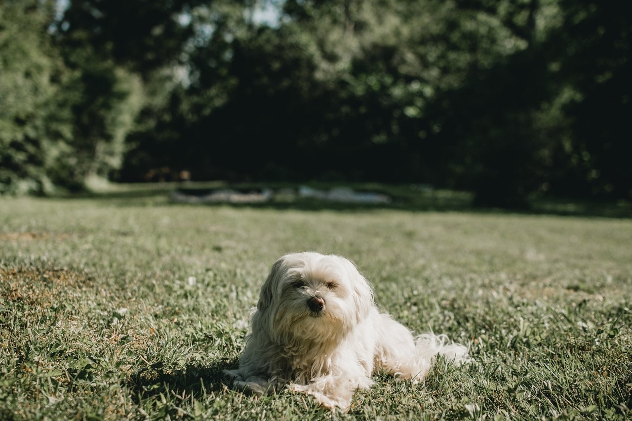 witte Maltese hond die overdag buiten in het gras zit