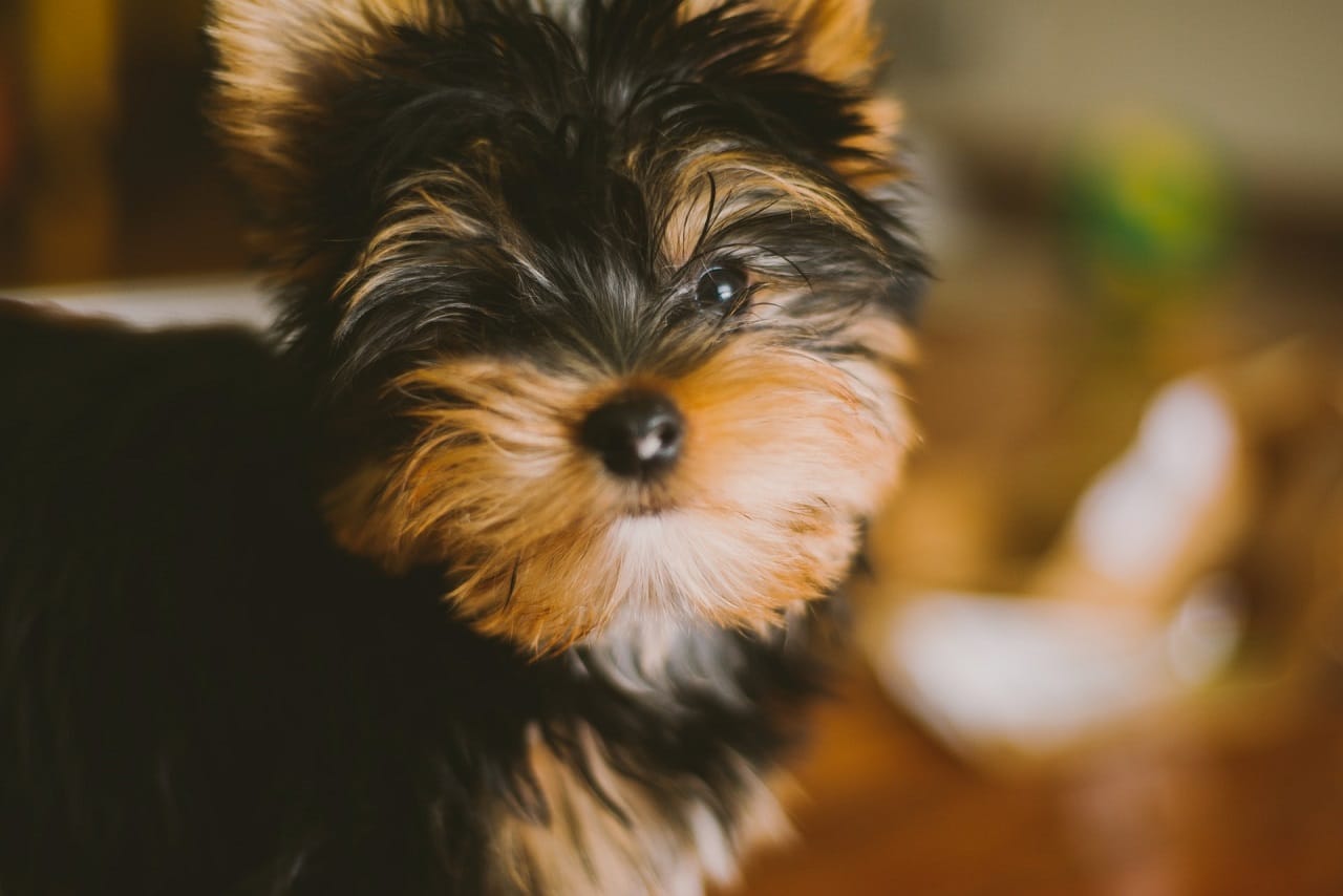 yorkshire terrier hondengezicht close-up