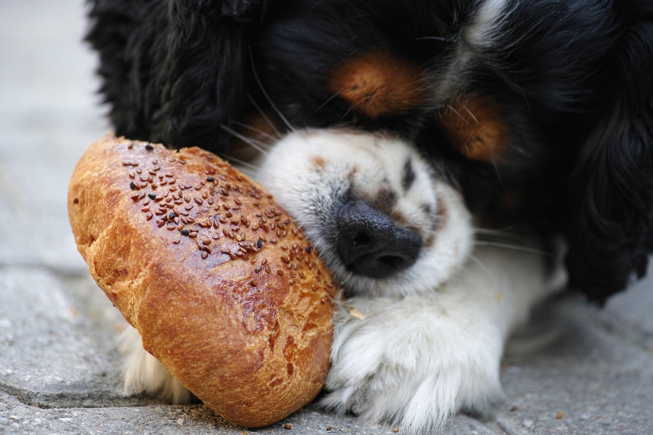 hongerige hond die buiten close-up eet
