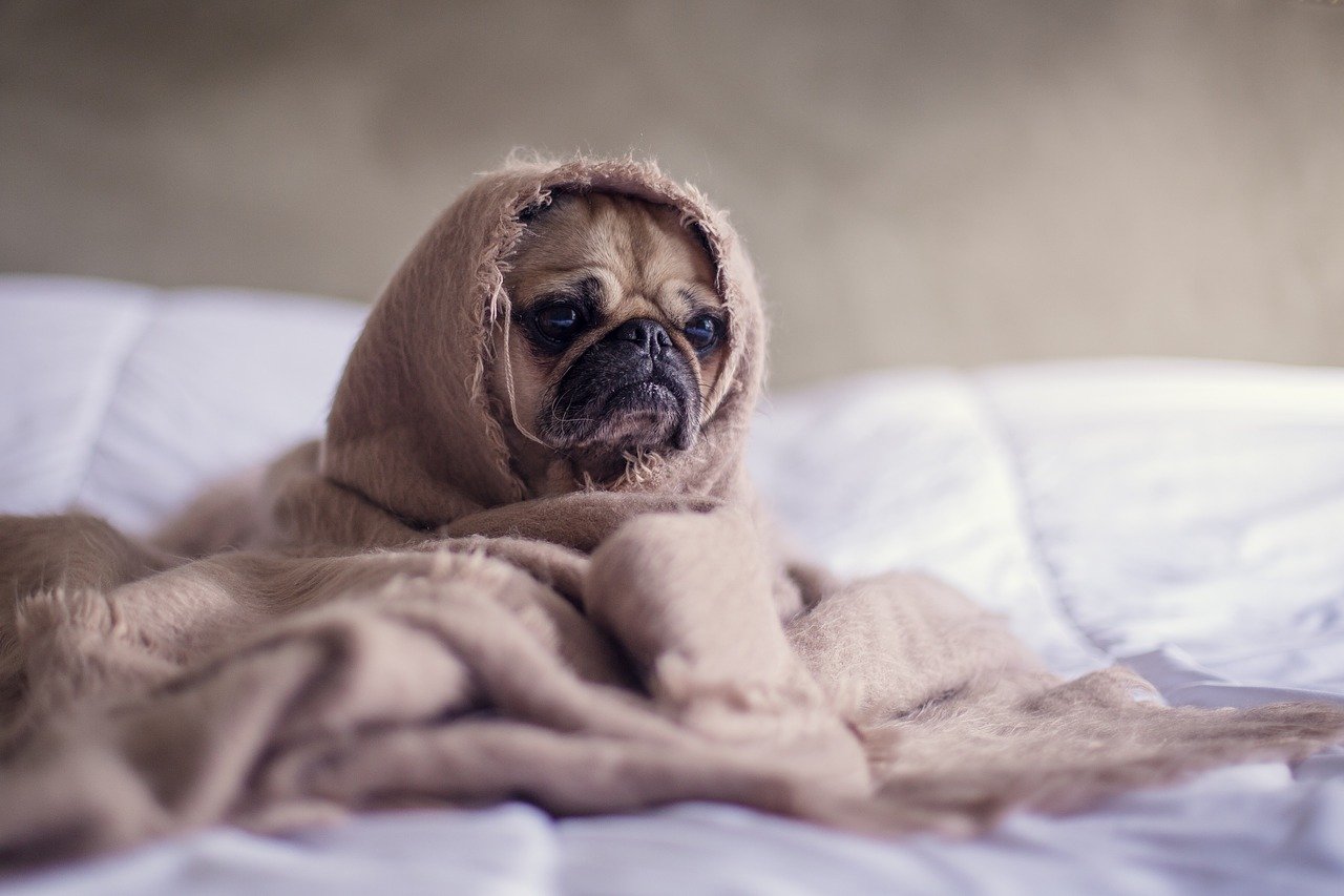 zieke bulldog die op bed zit met deken