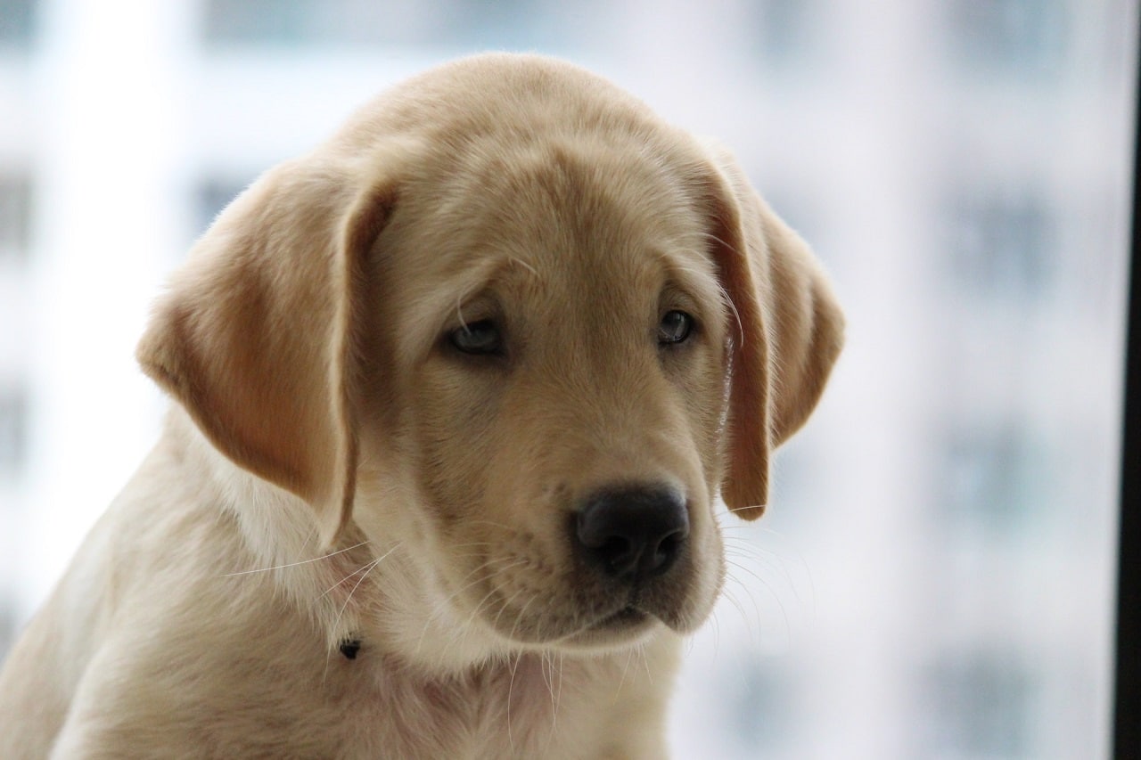 geel labrador retriever puppy gezicht close-up