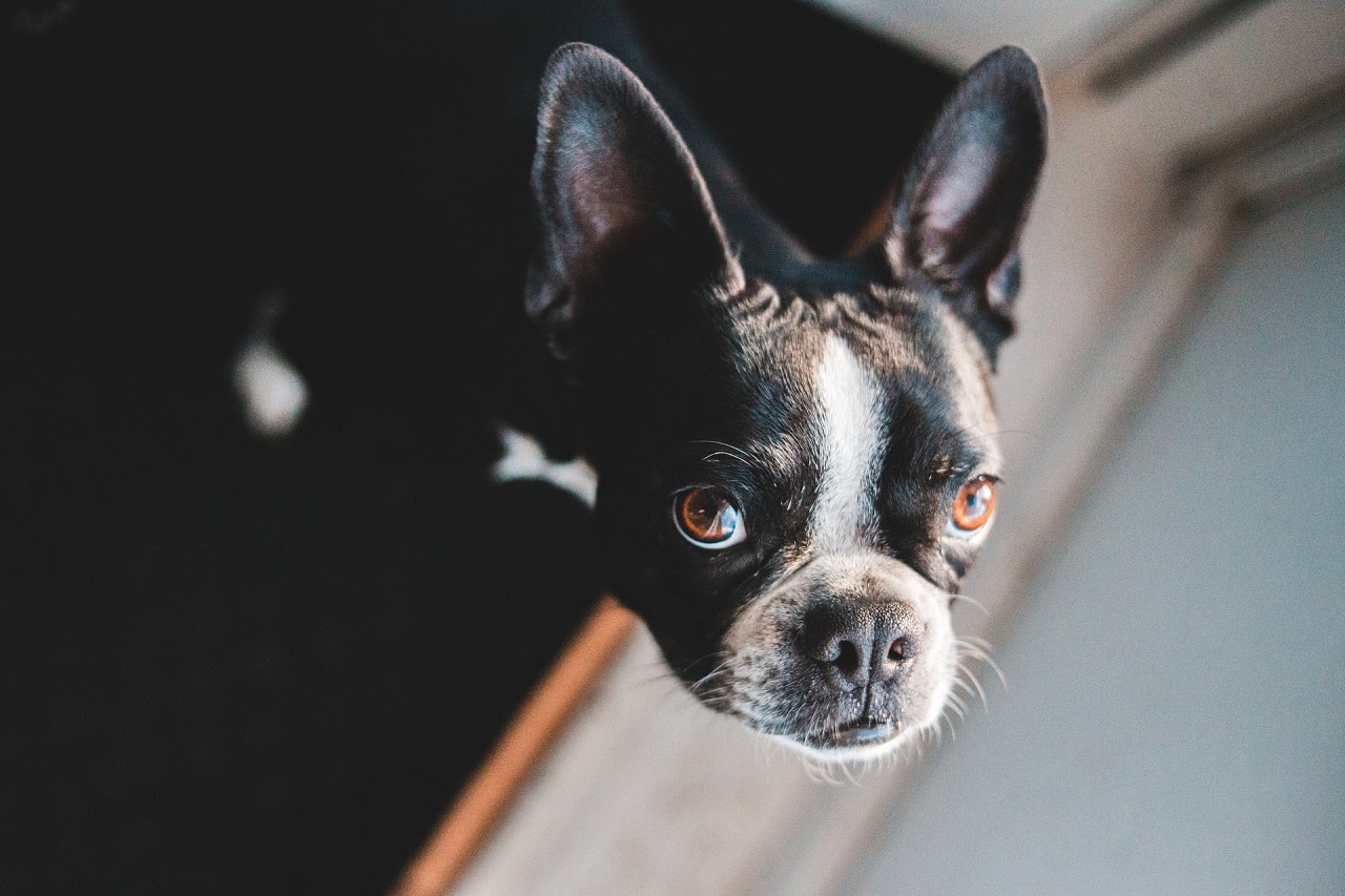 bruine ogen franse bulldog close-up