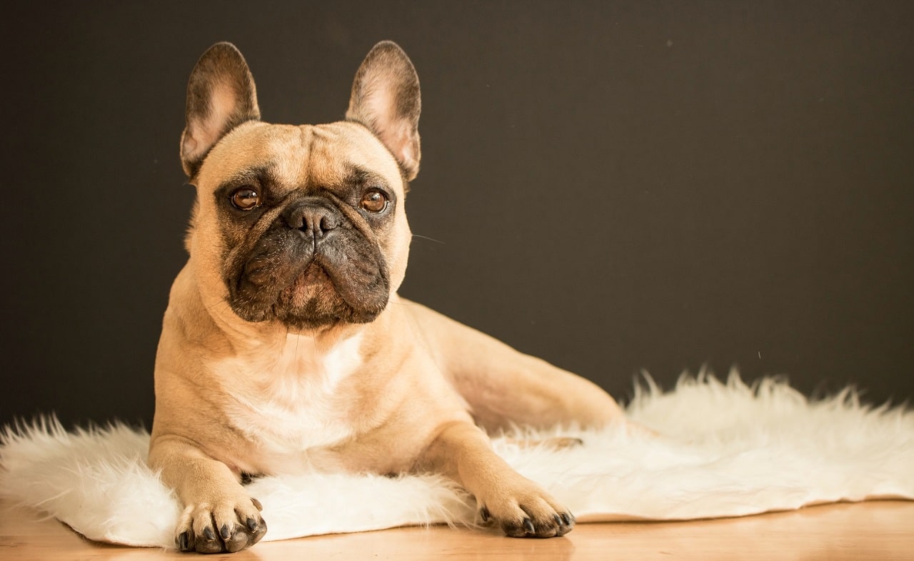 Franse bulldog poseren zittend op tapijt