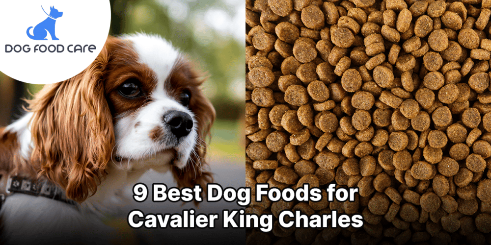 Beste hondenvoer voor Cavalier King Charles