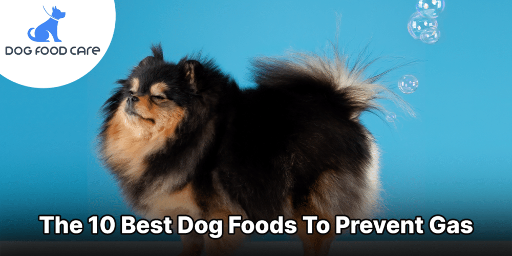 De 10 beste hondenvoeding om gas te voorkomen