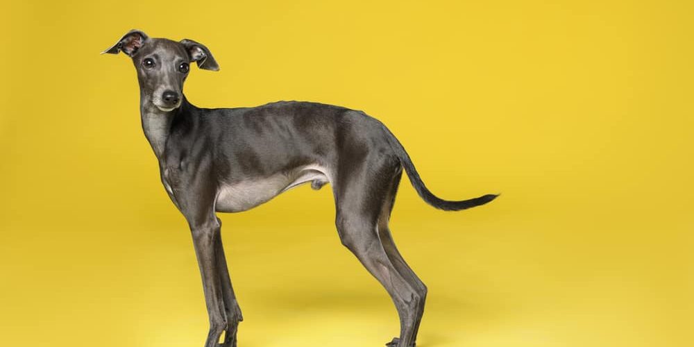 Leuke Italiaanse Greyhound hond op gele achtergrond