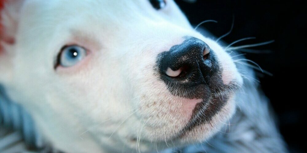 blue eyed pitbull uitgelegd uitgelichte afbeelding