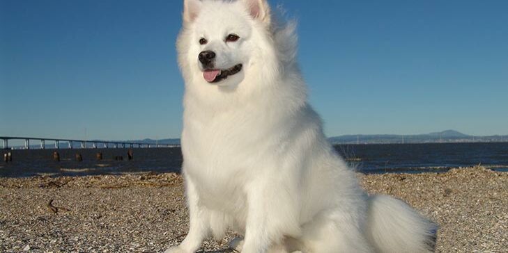 Amerikaanse Eskimo Hond