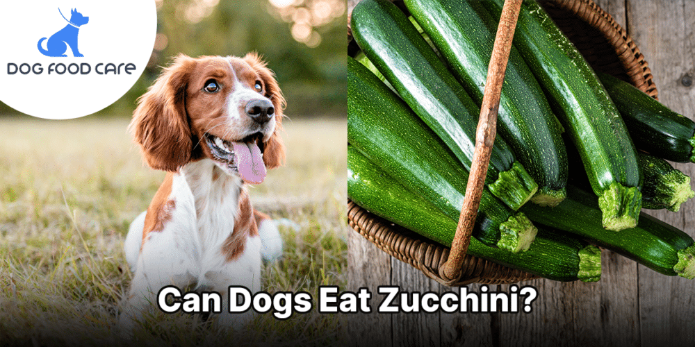 Kunnen honden courgette eten