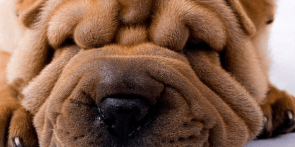 Hond met smoosh gezicht
