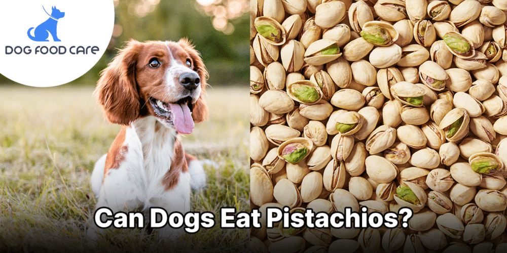 Kunnen honden pistachenoten eten