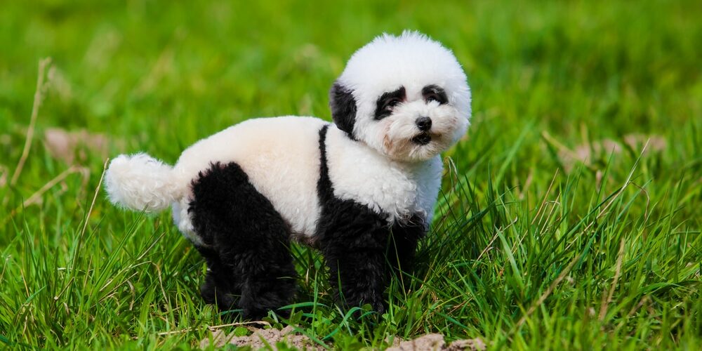 Een hond die eruit ziet als een pandabeer.