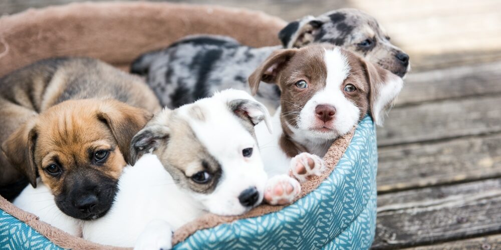 Nestje van Terrier Mix Puppies Spelen in hondenmand buiten op houten dek