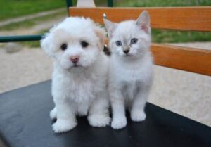 kitten en puppy op bank