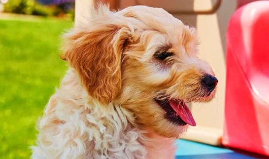 Mini Goldendoodle Kleuren