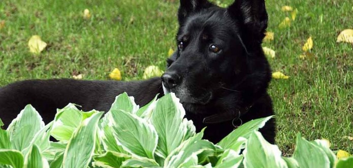 Zijn Hosta's giftig voor honden