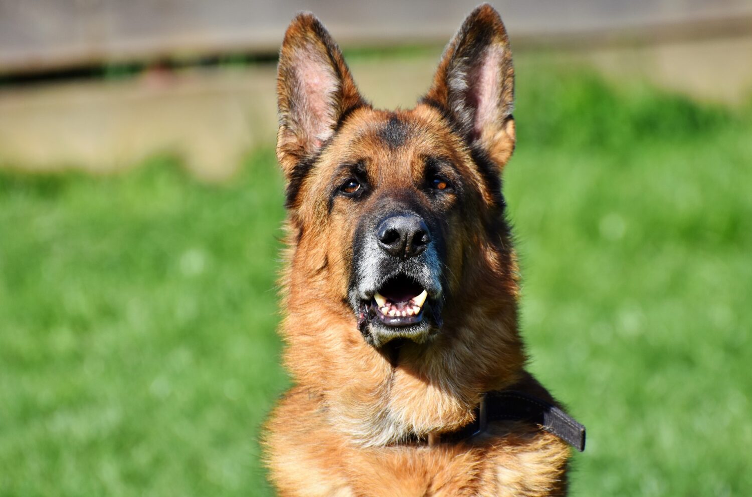 Martelfokkerij bij honden: Duitse herder