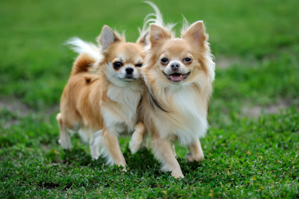 Aanhankelijke hondenrassen: Chihuahua in paren