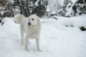 Tatra Shepherd in de sneeuw