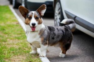 Welsh Corgi Cardigan: Hond staat voor auto