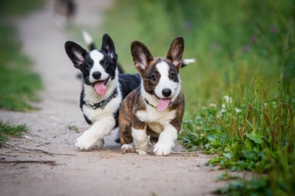 Welsh Corgi Cardigan: Twee puppy's onderweg