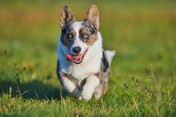 Welsh Corgi Cardigan: Hond die in het gras rent