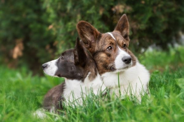 Welsh Corgi Cardigan: Twee honden in het gras