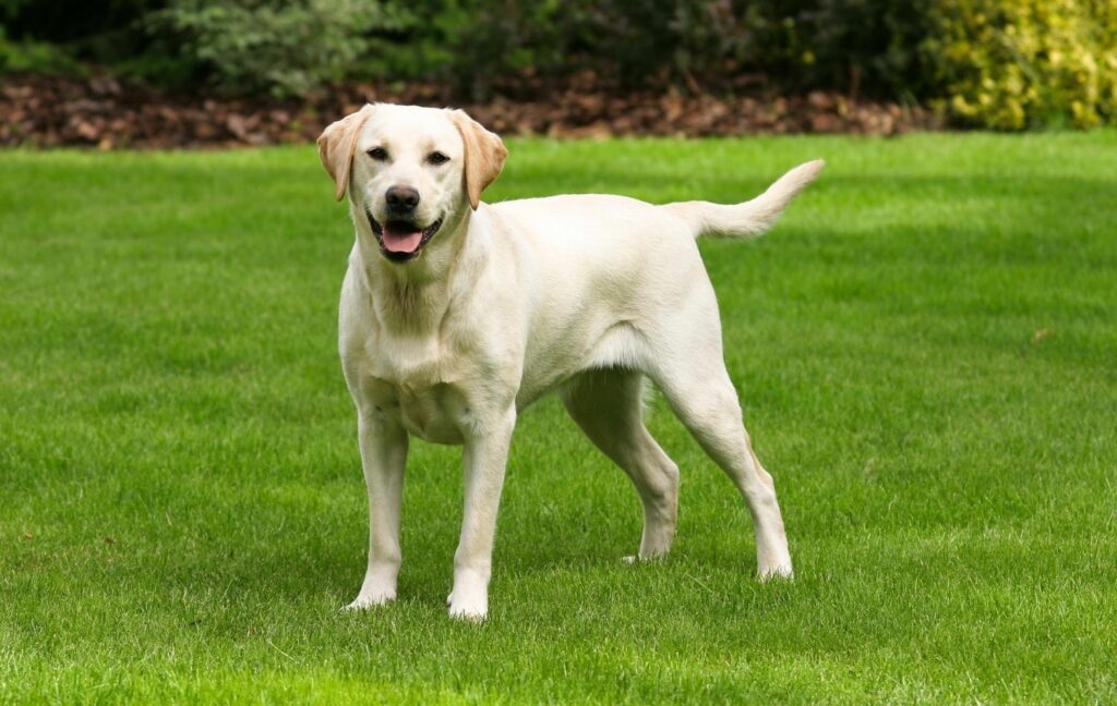 Aanhankelijke hondenrassen: Labrador Retriever op weide