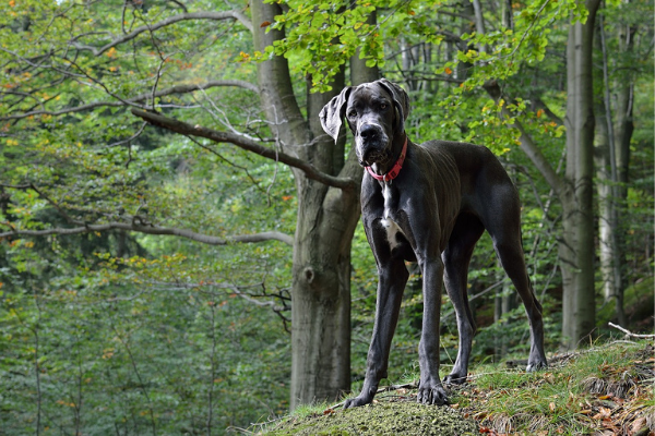 Duitse Dog in het bos