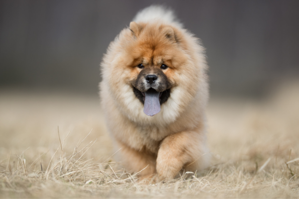 Chow Chow in beweging