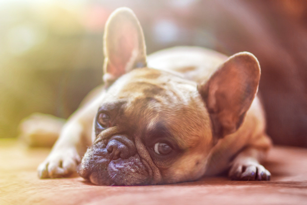 Rustige hondenrassen: Franse Bulldog liggend