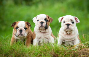 3 Engelse Bulldog Puppies
