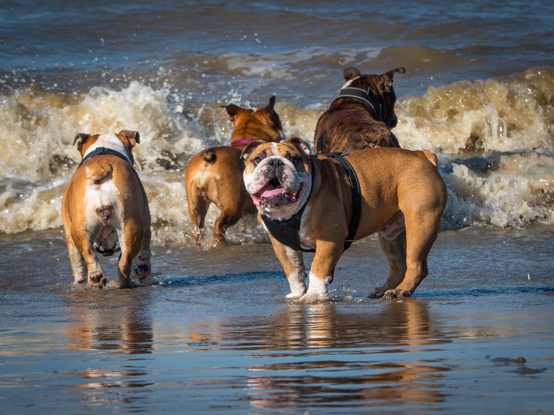 Engelse bulldoggen op het strand