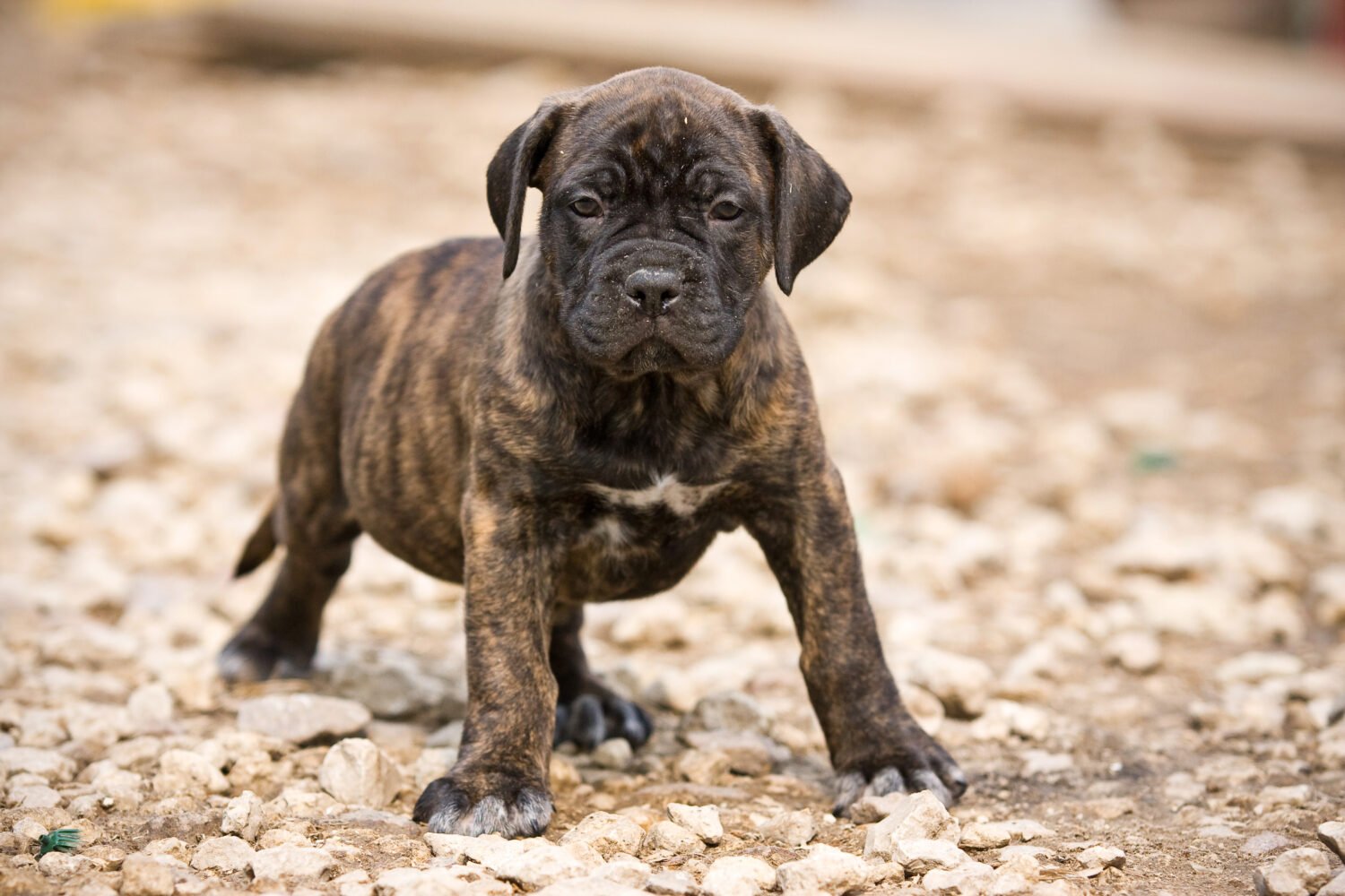 Dogo Canario puppy |