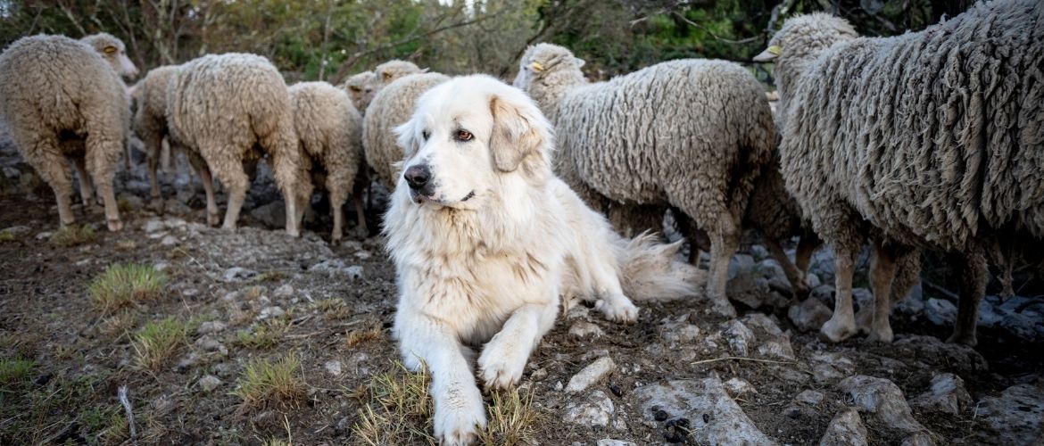 Pyreneese berghond met schapen