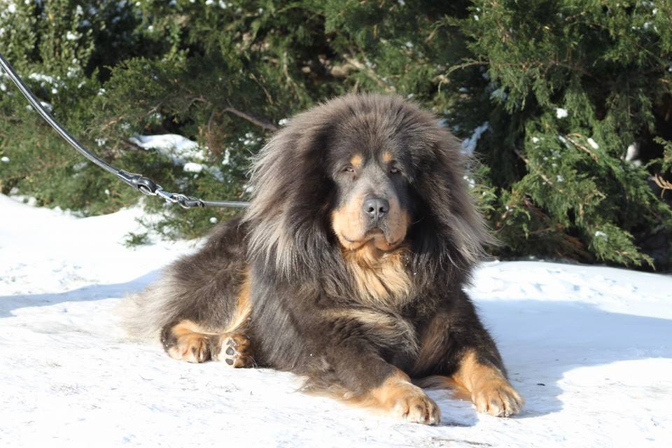 Do Khyi, Tibetaanse Duitse Dog