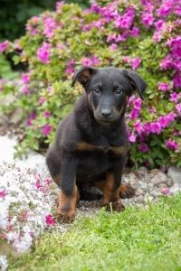 Beauceron puppy |