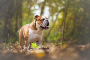 Engelse bulldog in het bos
