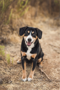 Entlebucher Sennenhund in portret