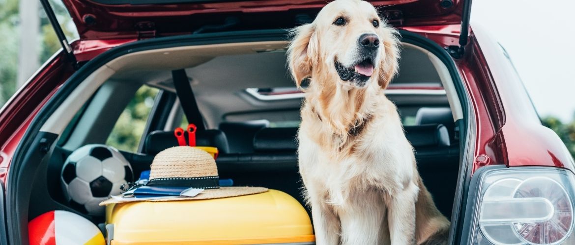 Middelgrote gezinshonden: Hond zit in de ingepakte kofferbak van een rode auto