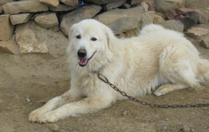 Maremma Herdershond