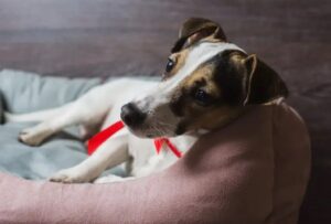 Voordelen van orthopedische hondenmatten