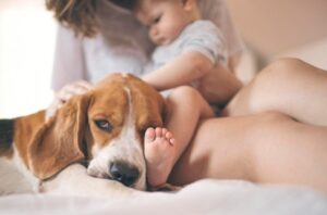 Hoe je je honden kunt laten wennen aan kinderen