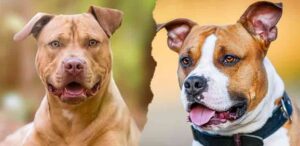 American Staffordshire Terriers versus American Pit Bull Terriers