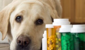 Antibiotica Voor Honden