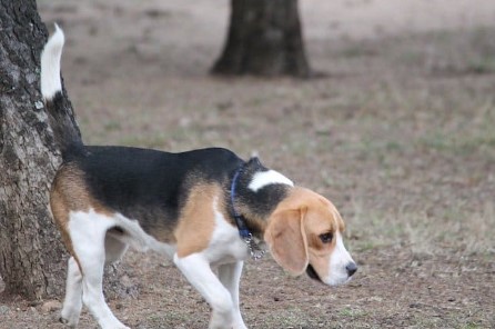 Beagle stinkt