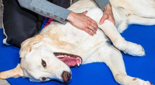 Blaasontsteking Bij Honden