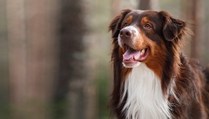 Blaffen Australian Shepherds veel