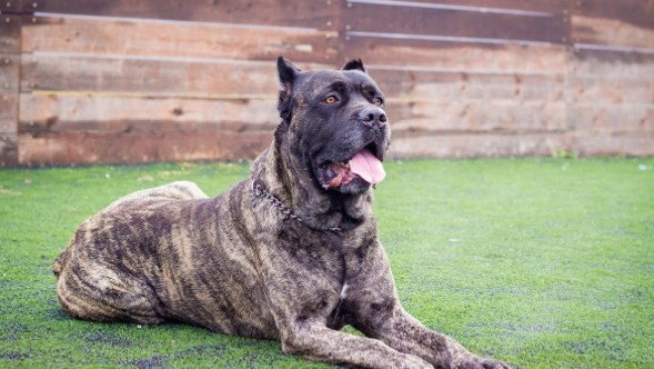 Cane Corso bijtkracht