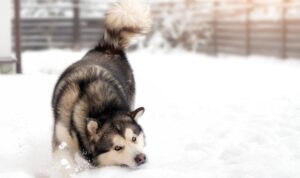 Dít is waarom honden vaak sneeuw eten